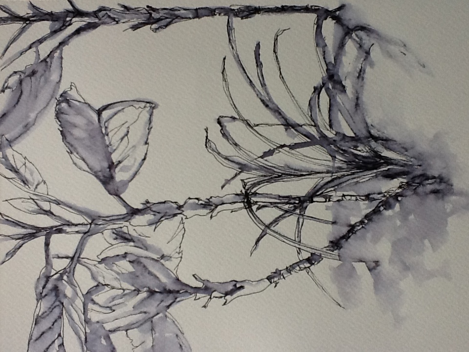 Plantes