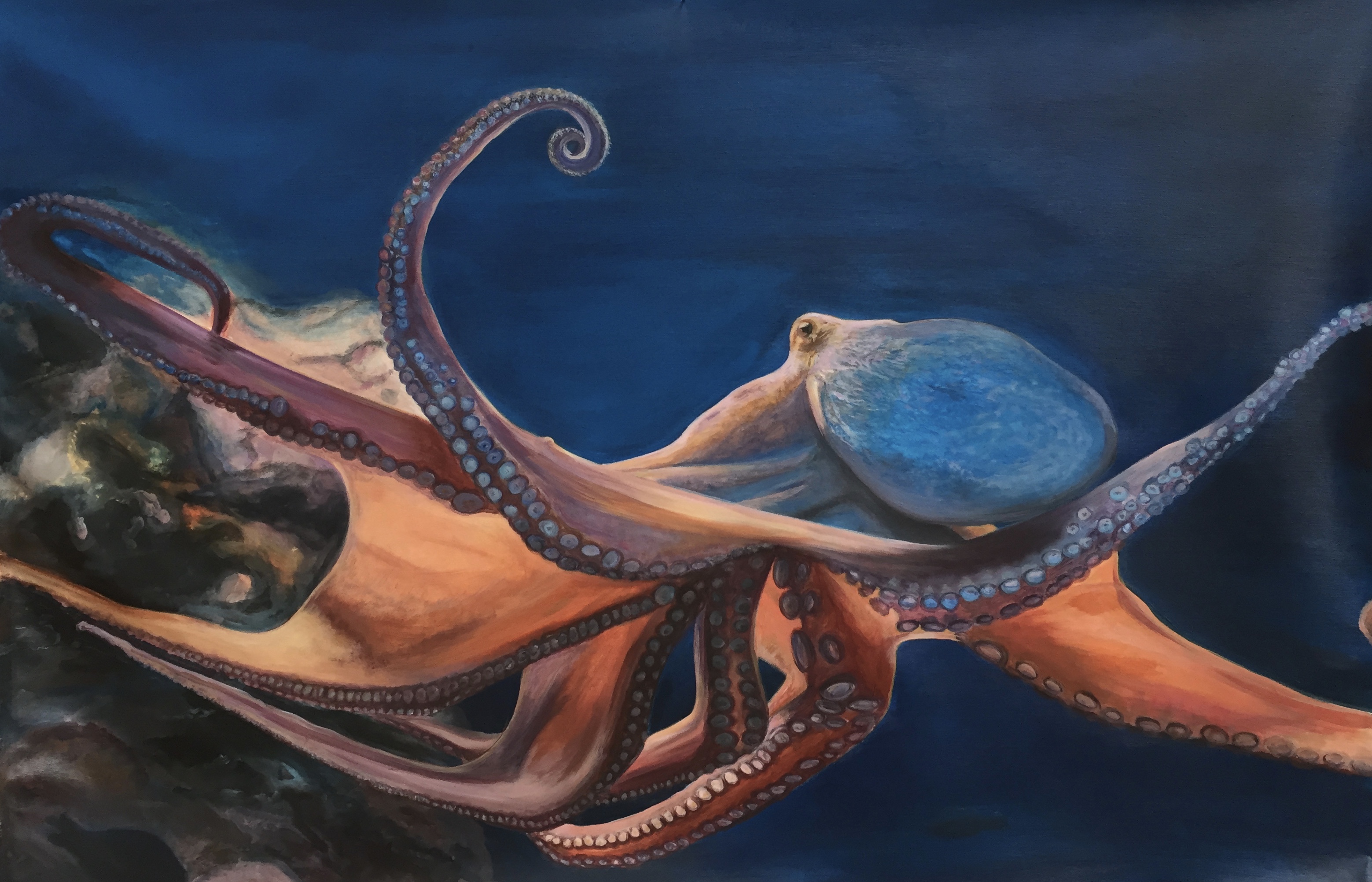 Octopus