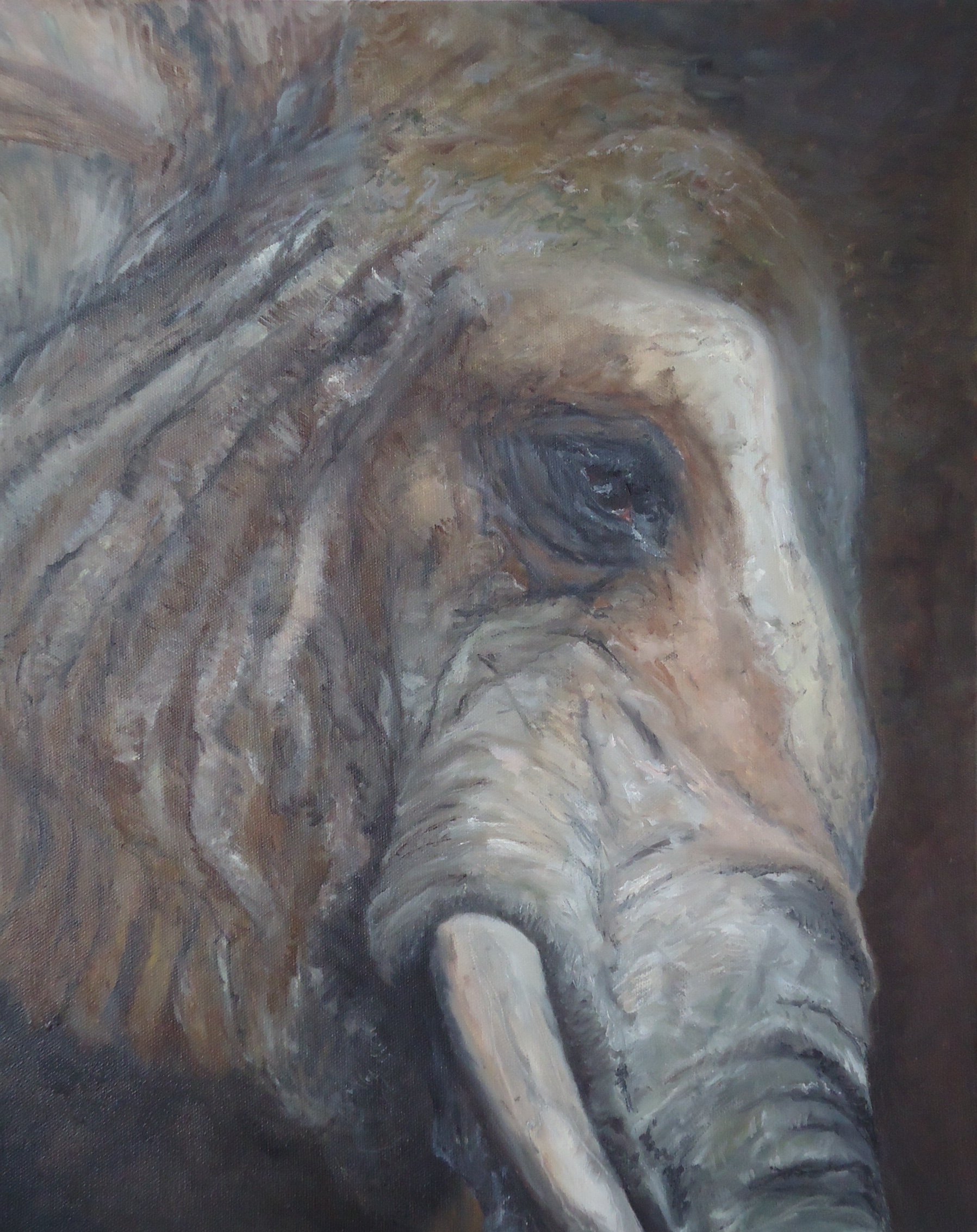 Animal